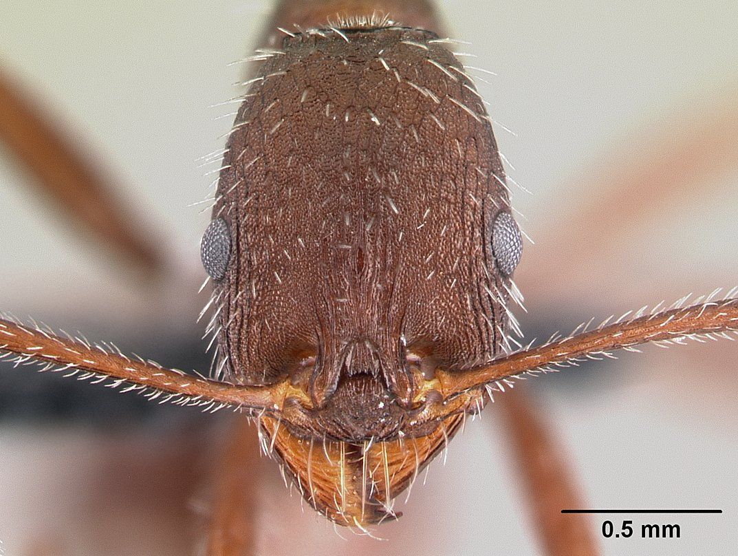 Aphaenogaster