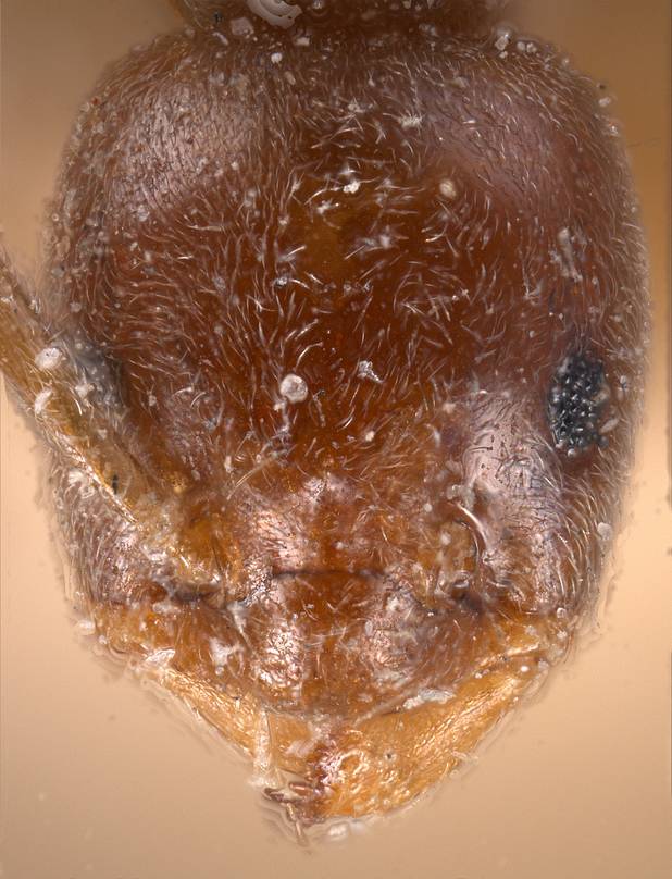 Bothriomyrmex