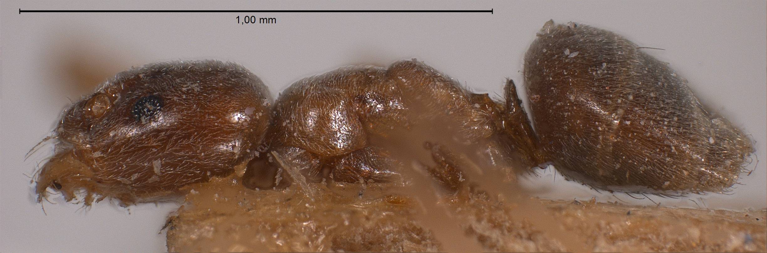 Bothriomyrmex, vista laterale (profilo)
