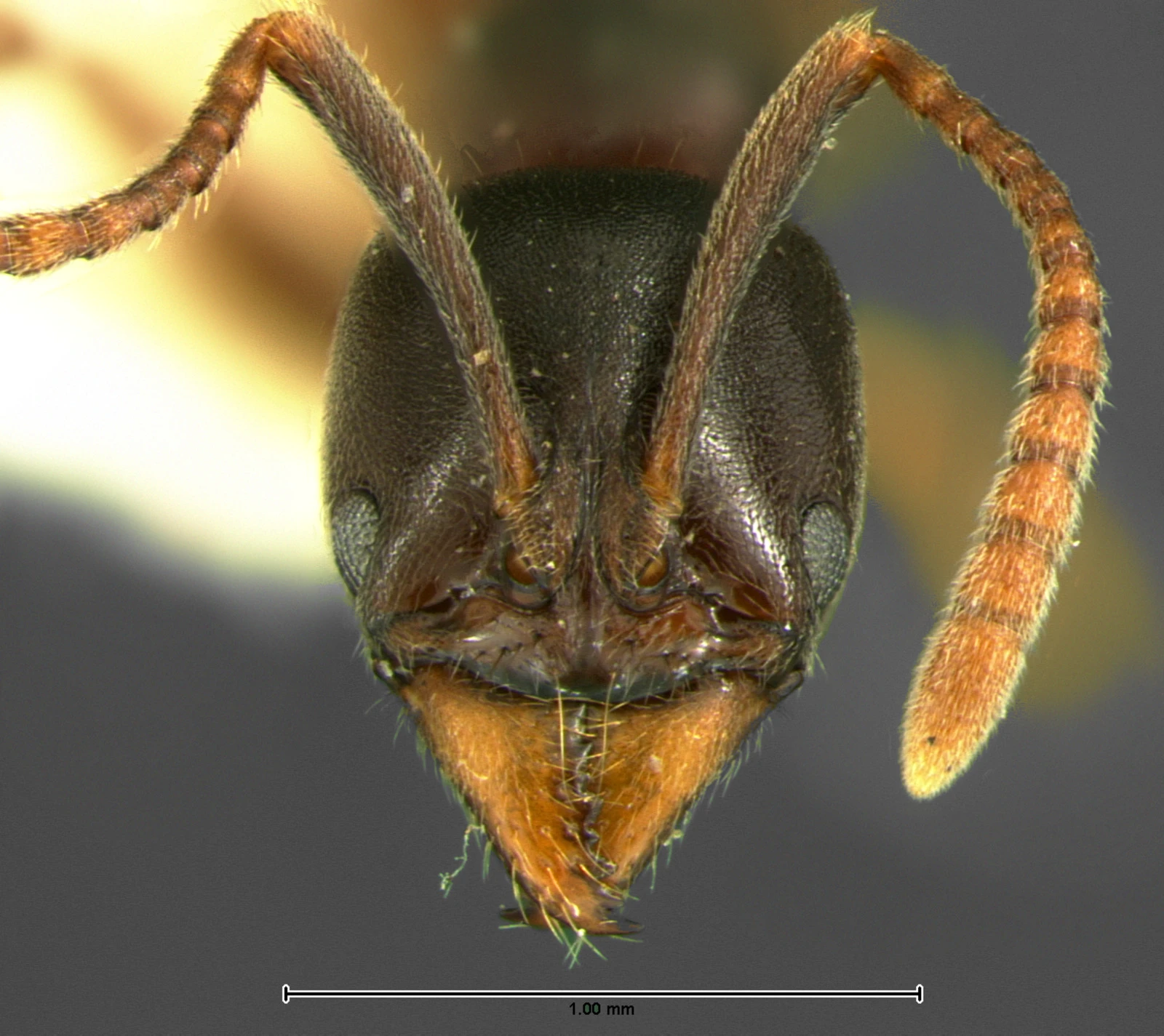 Brachyponera
