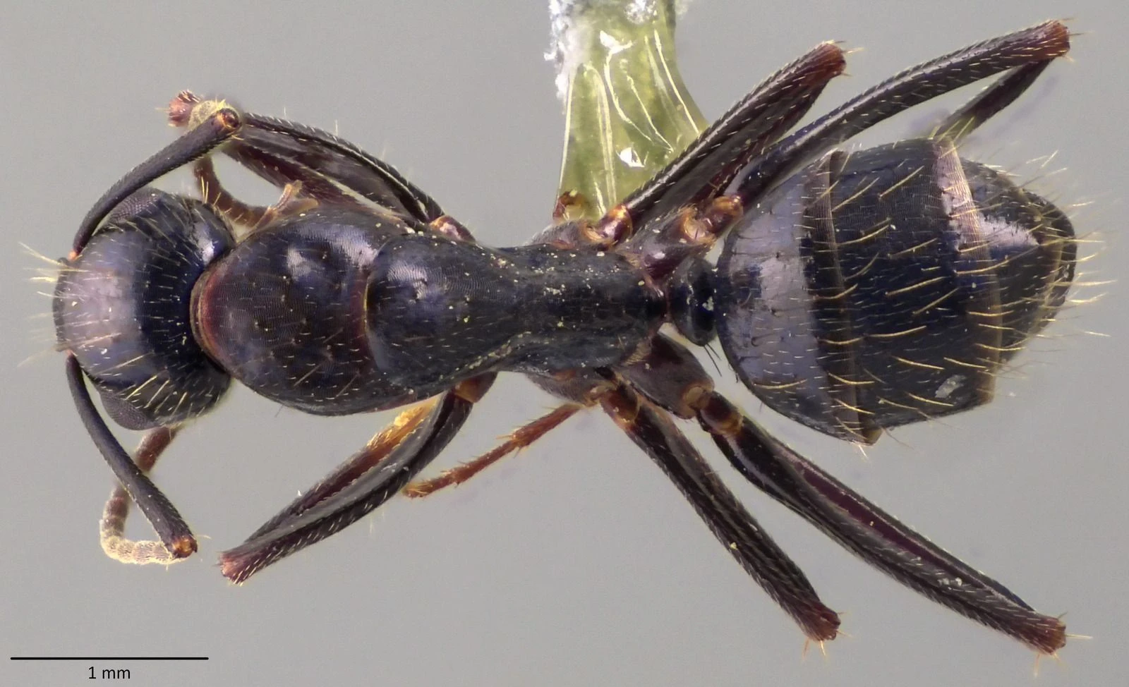 Camponotus, vista dorsale