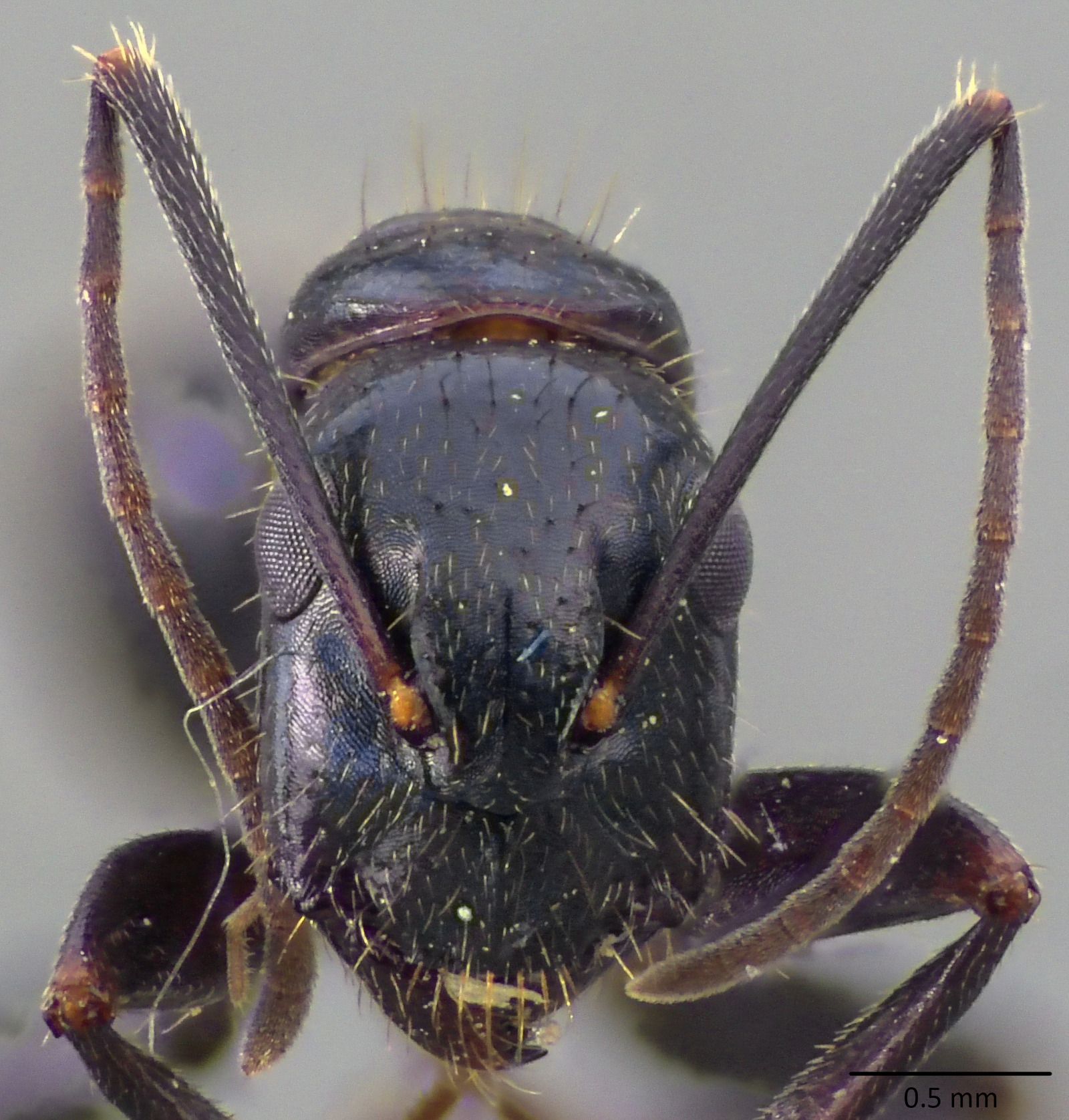 Camponotus
