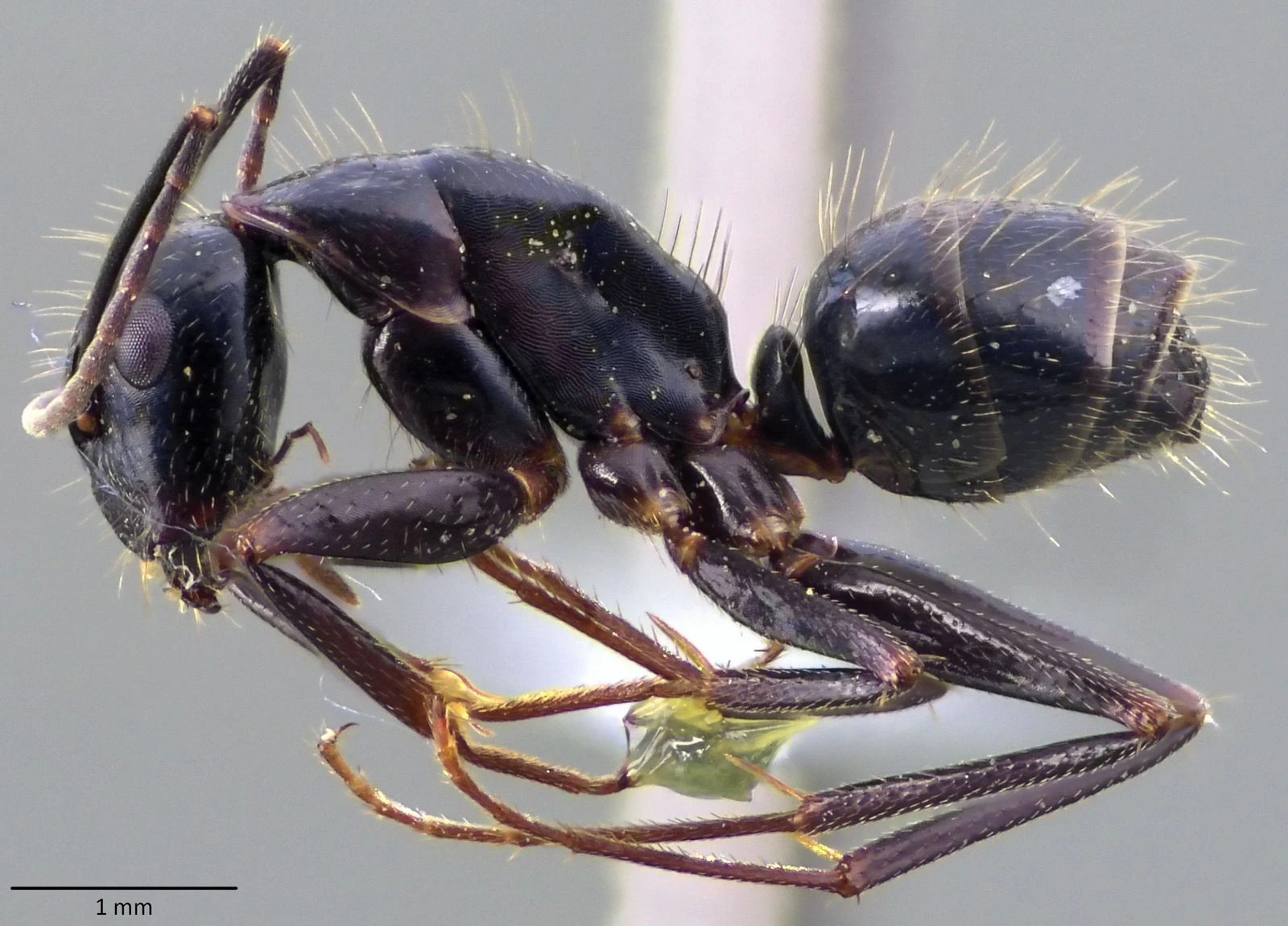 Camponotus, vista laterale (profilo)