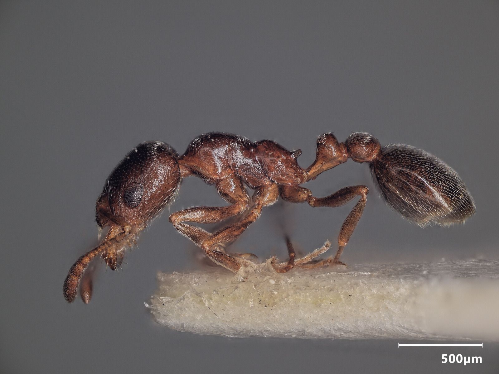 Cardiocondyla, vista laterale (profilo)