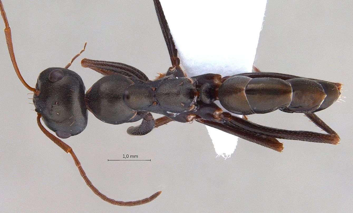 Cataglyphis, vista dorsale