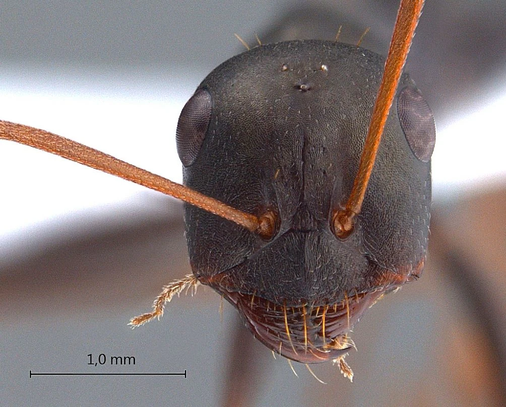Cataglyphis
