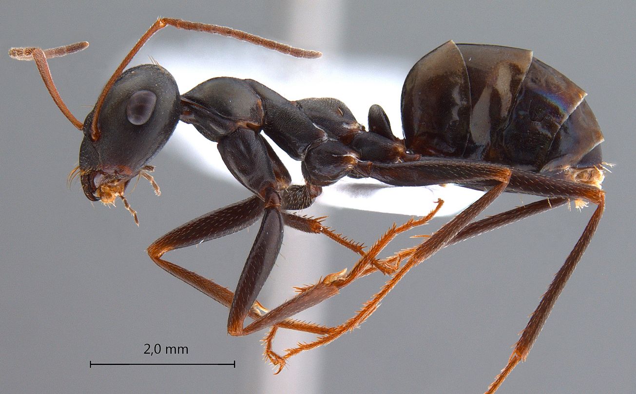 Cataglyphis, vista laterale (profilo)