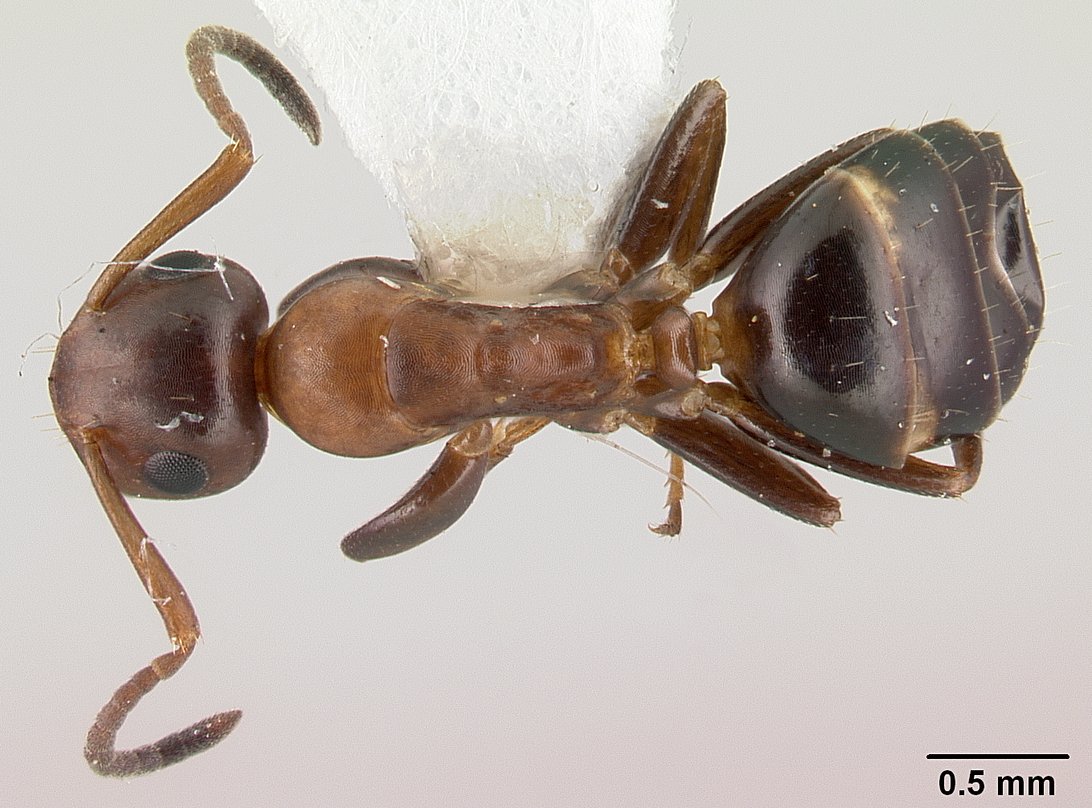 Colobopsis, vista dorsale