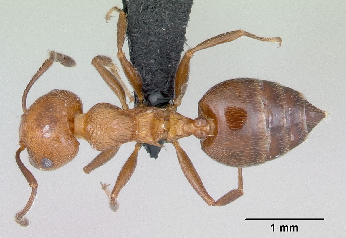 Crematogaster, vista dorsale