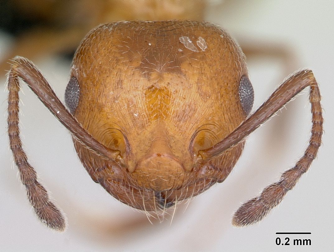 Crematogaster