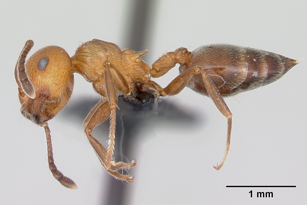Crematogaster, vista laterale (profilo)