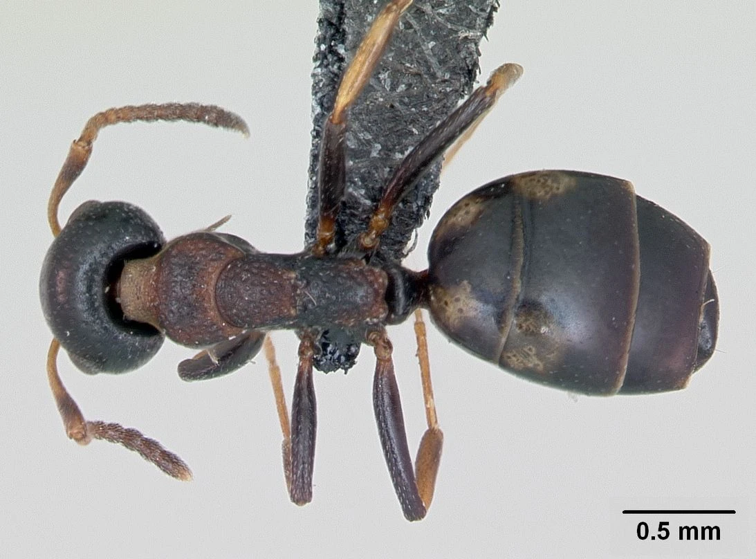 Dolichoderus, vista dorsale