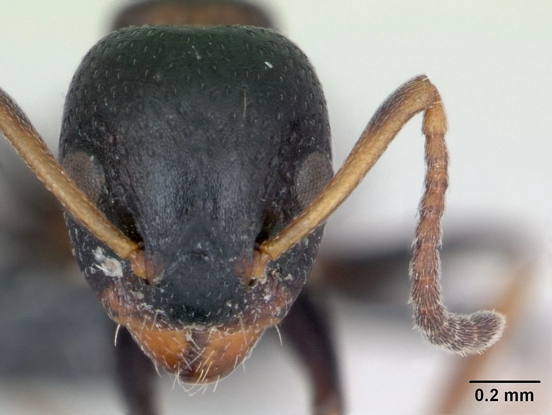 Dolichoderus