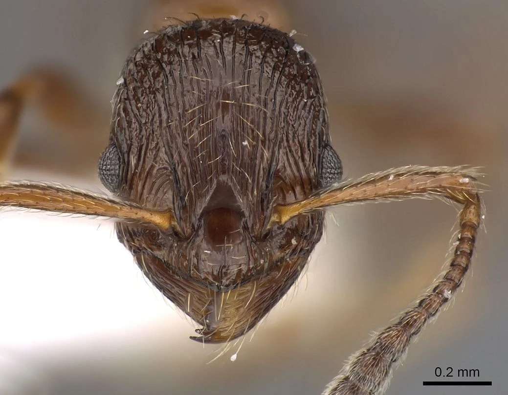Formicoxenus