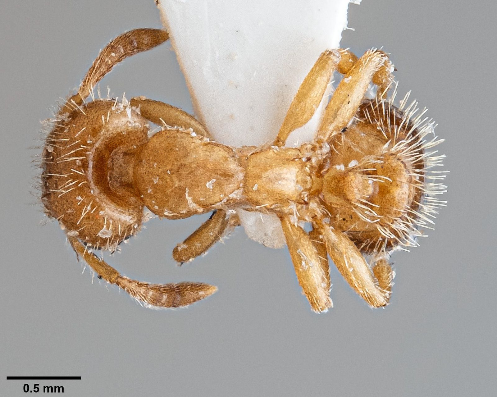 Harpagoxenus, vista dorsale