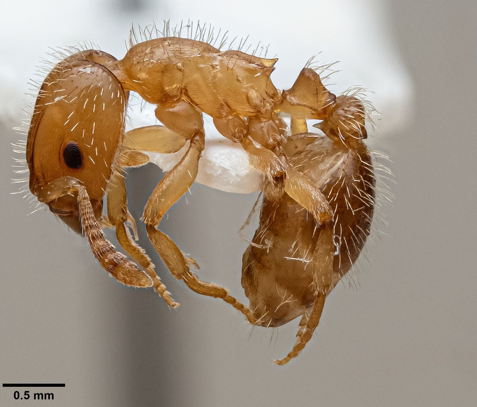 Harpagoxenus, vista laterale (profilo)