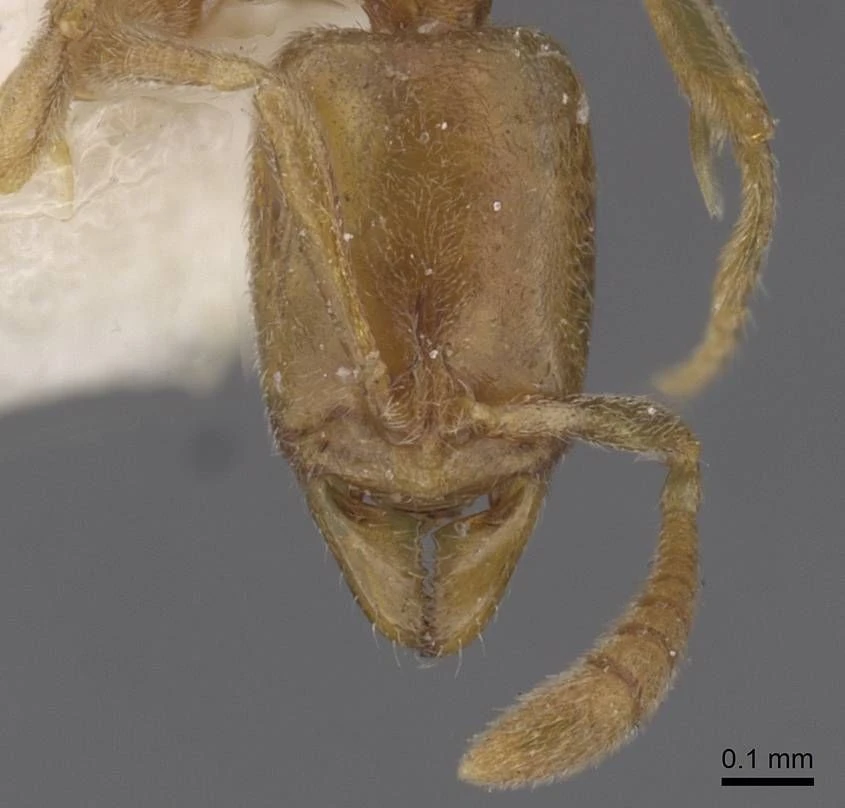 Hypoponera