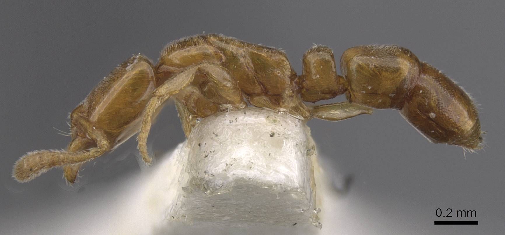 Hypoponera, vista laterale (profilo)