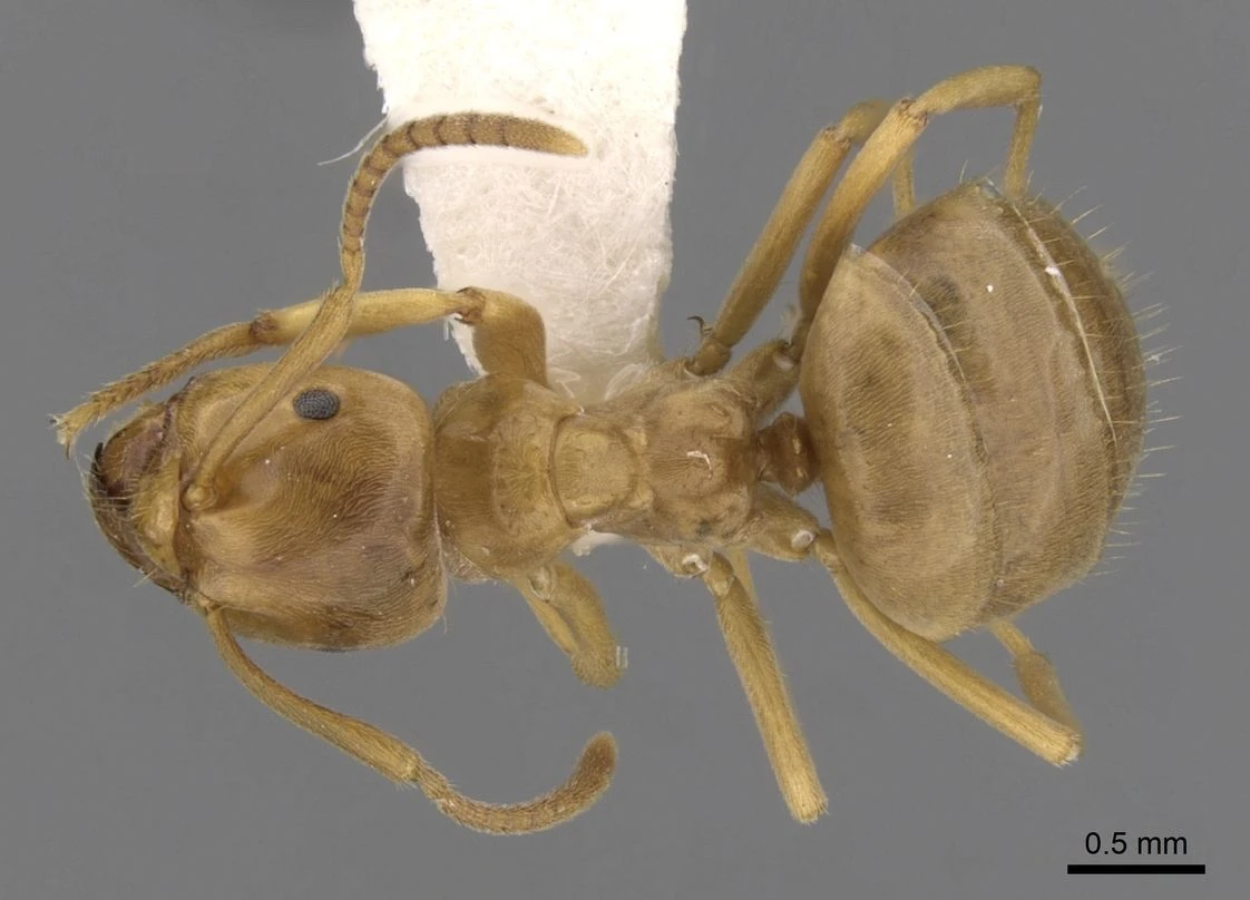 Lasius, vista dorsale