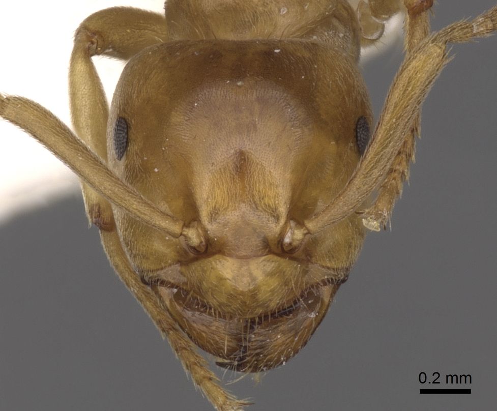 Lasius, specimen