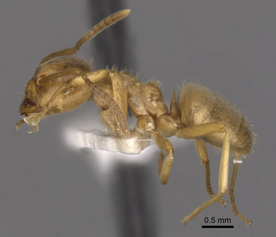 Lasius, vista laterale (profilo)