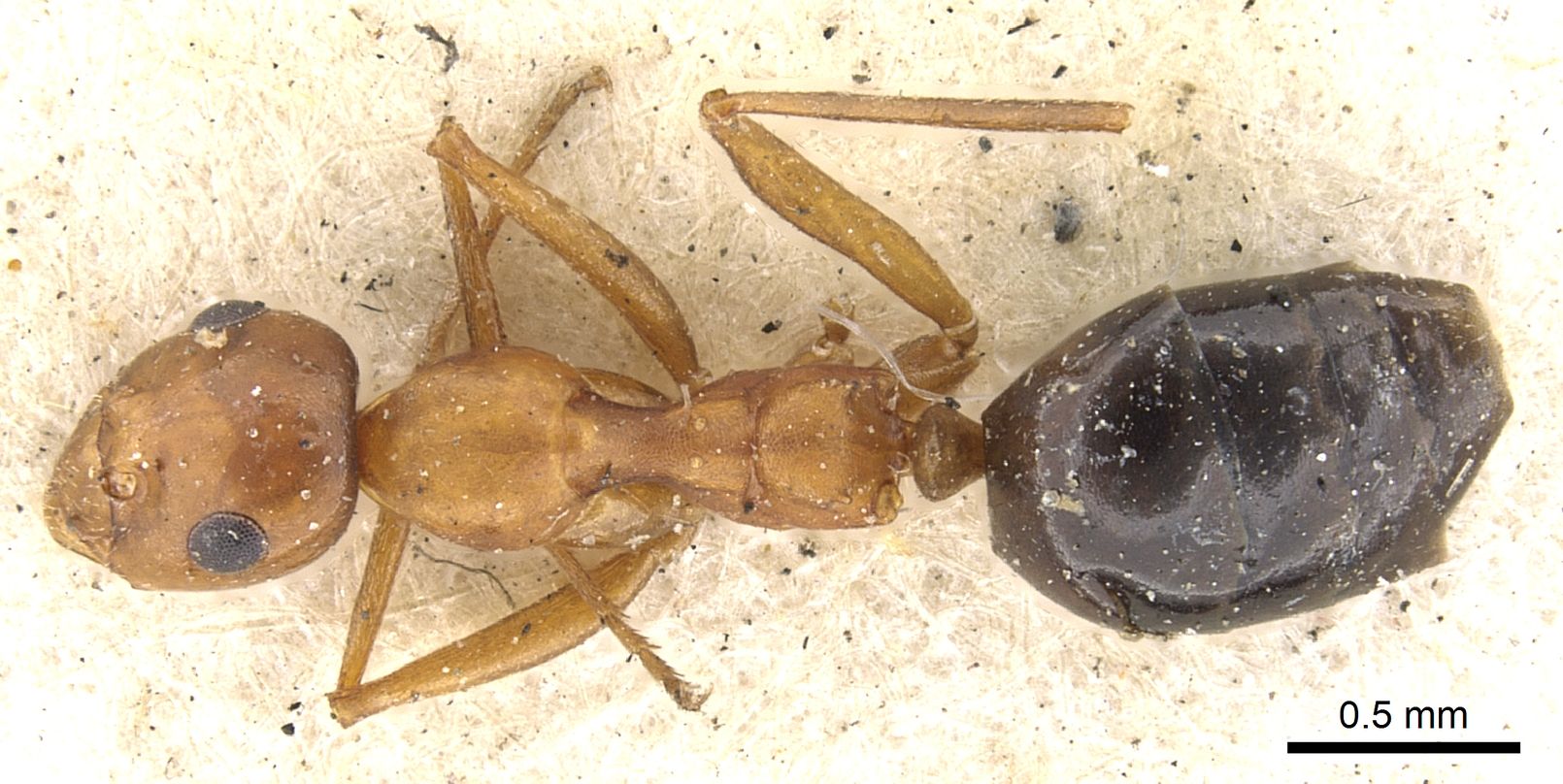 Lepisiota, vista dorsale