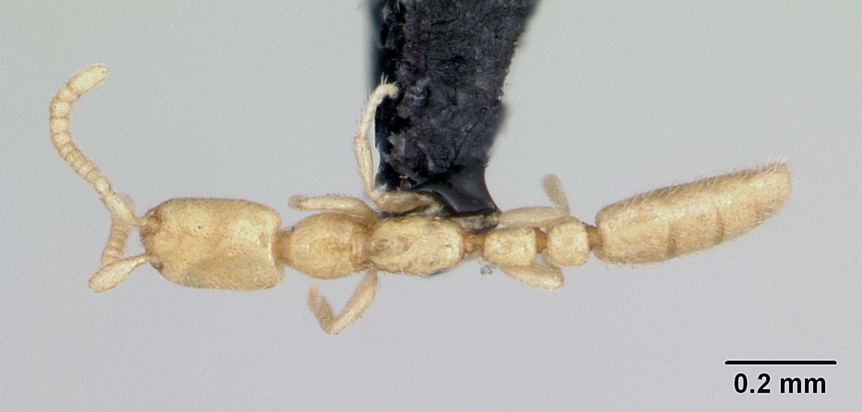 Leptanilla, vista dorsale