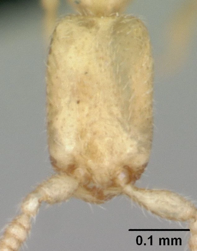 Leptanilla