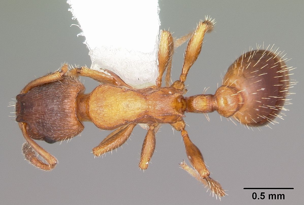 Leptothorax, vista dorsale