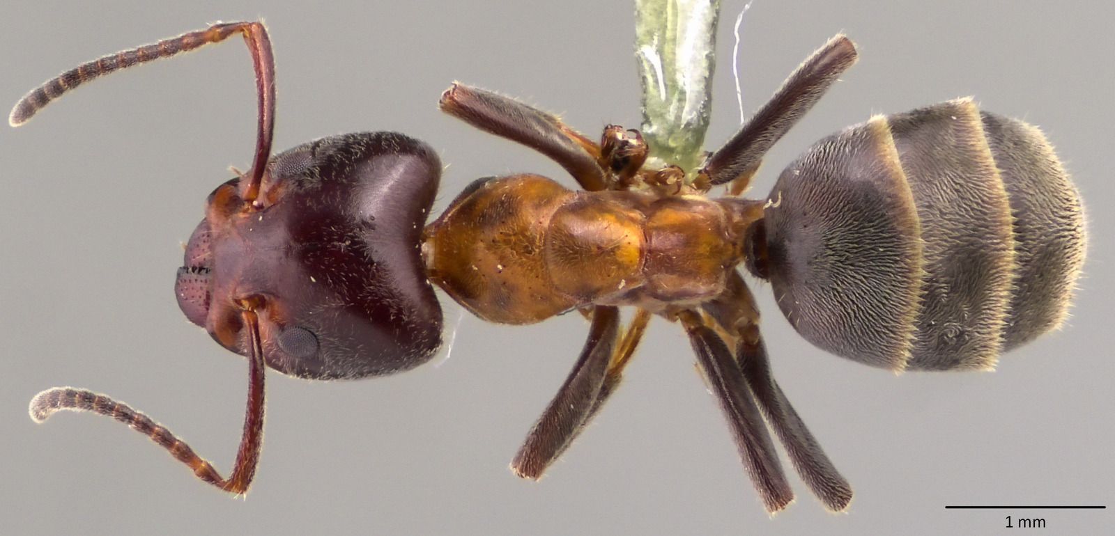 Liometopum, vista dorsale