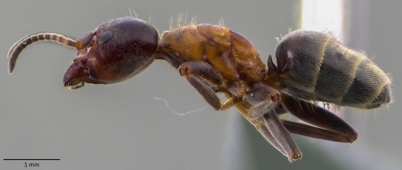 Liometopum, vista laterale (profilo)