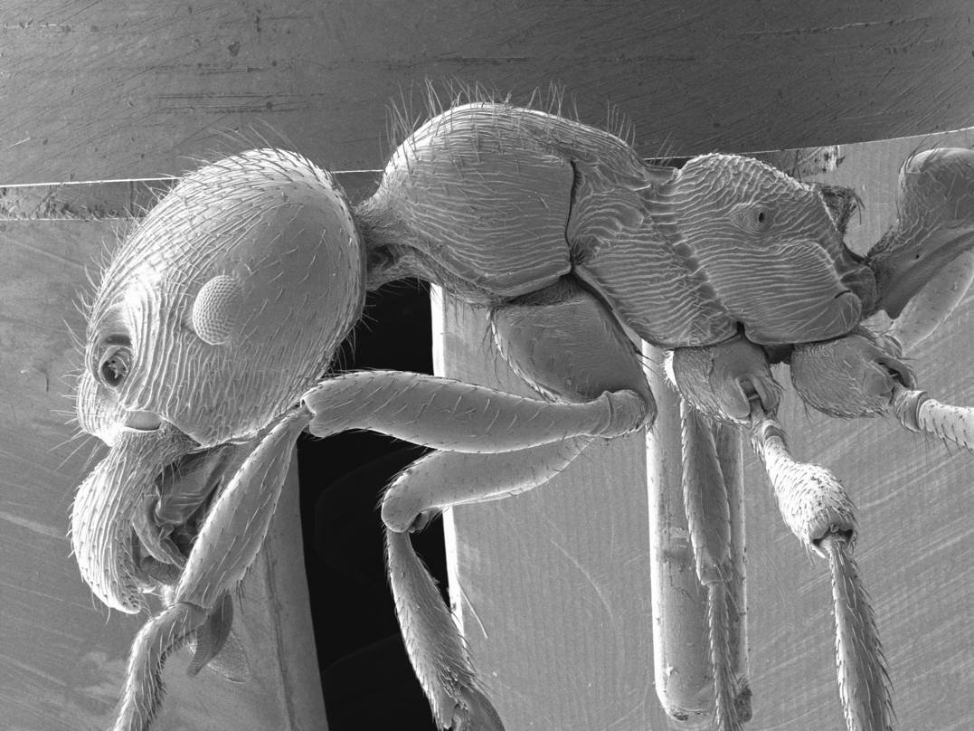 Manica, vista laterale (profilo)