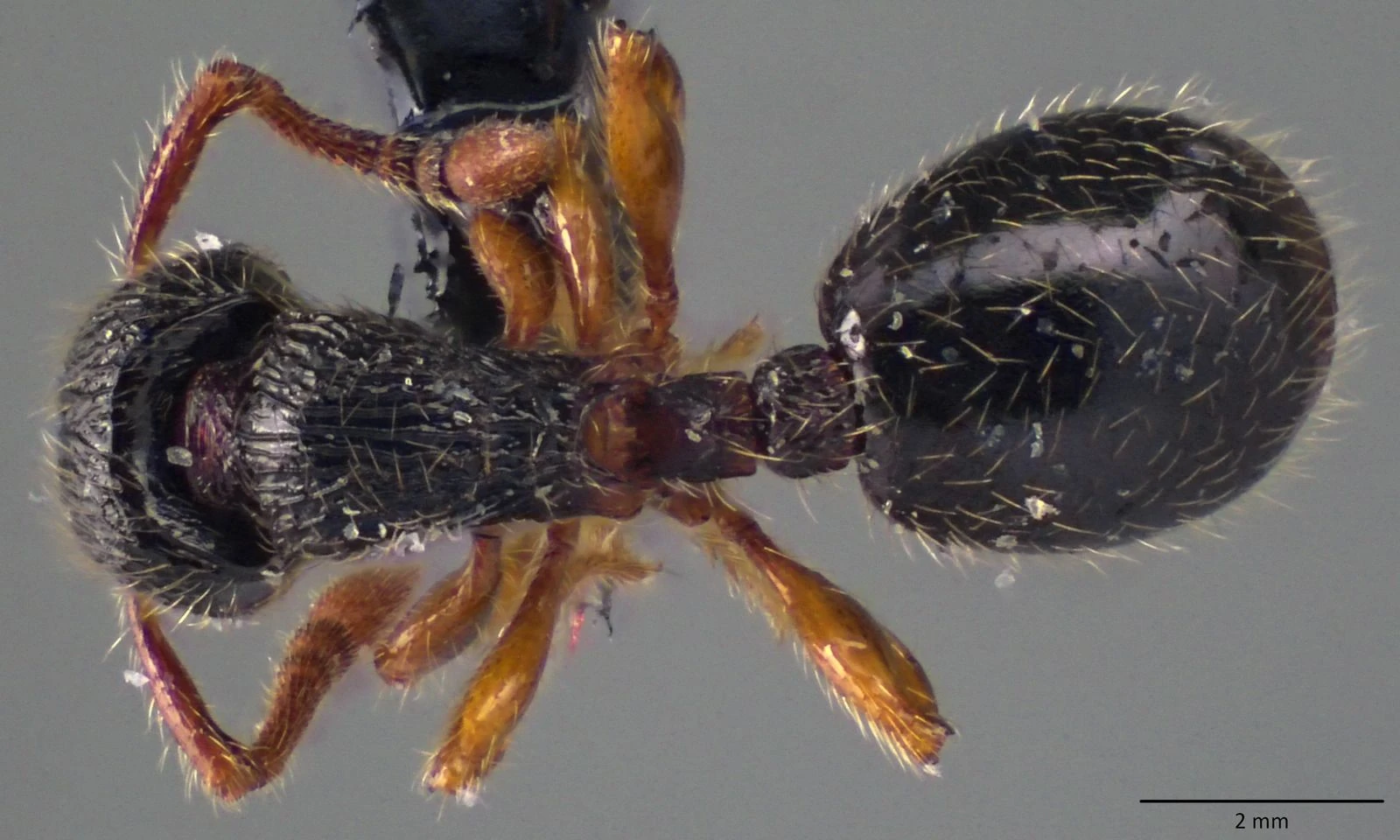 Myrmecina, vista dorsale