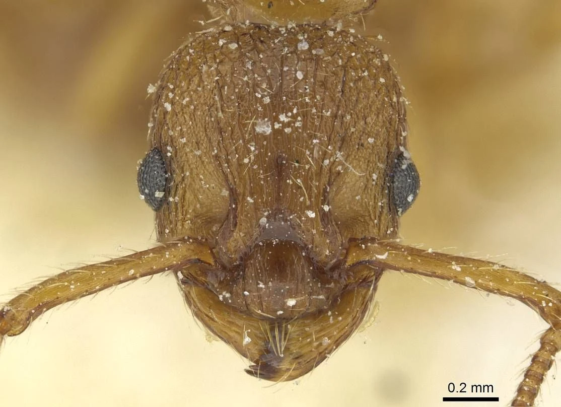 Myrmica