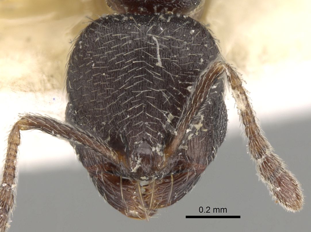 Oxyopomyrmex