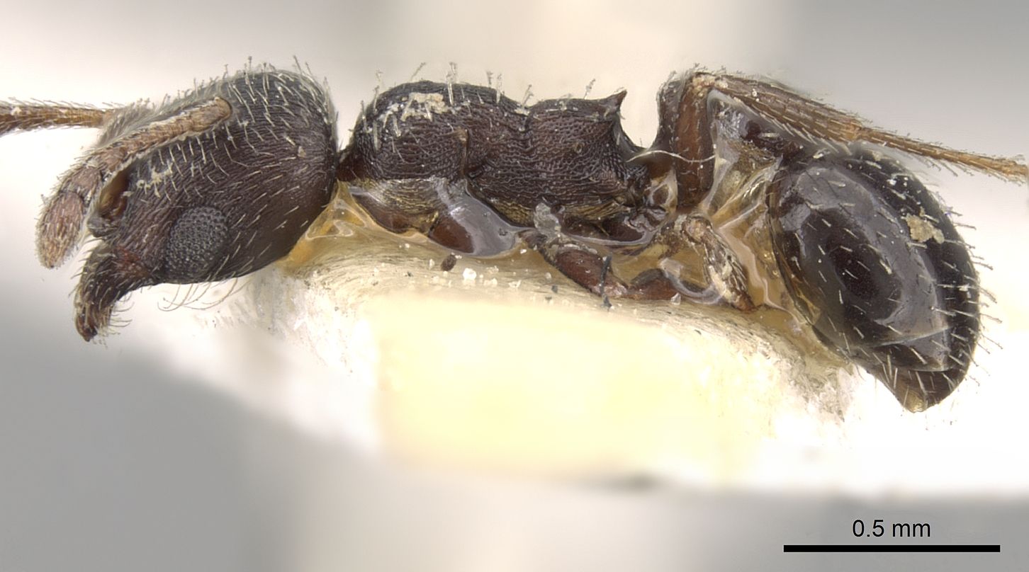 Oxyopomyrmex, vista laterale (profilo)