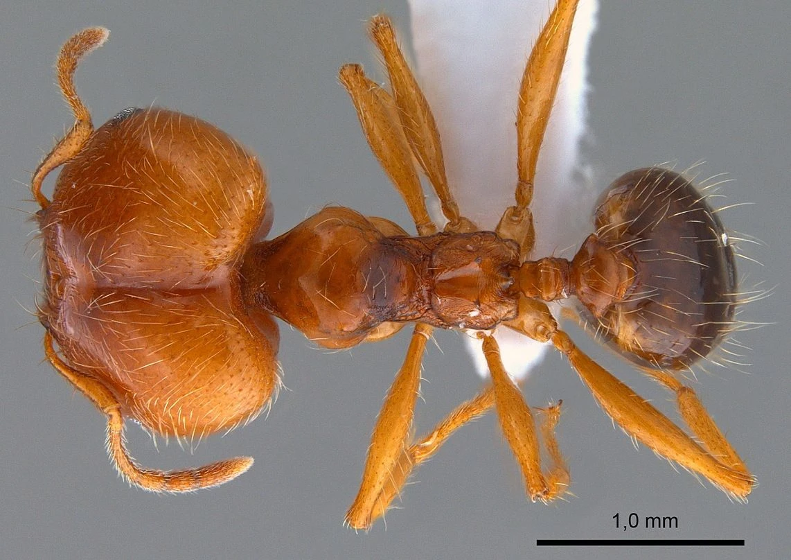 Pheidole, vista dorsale