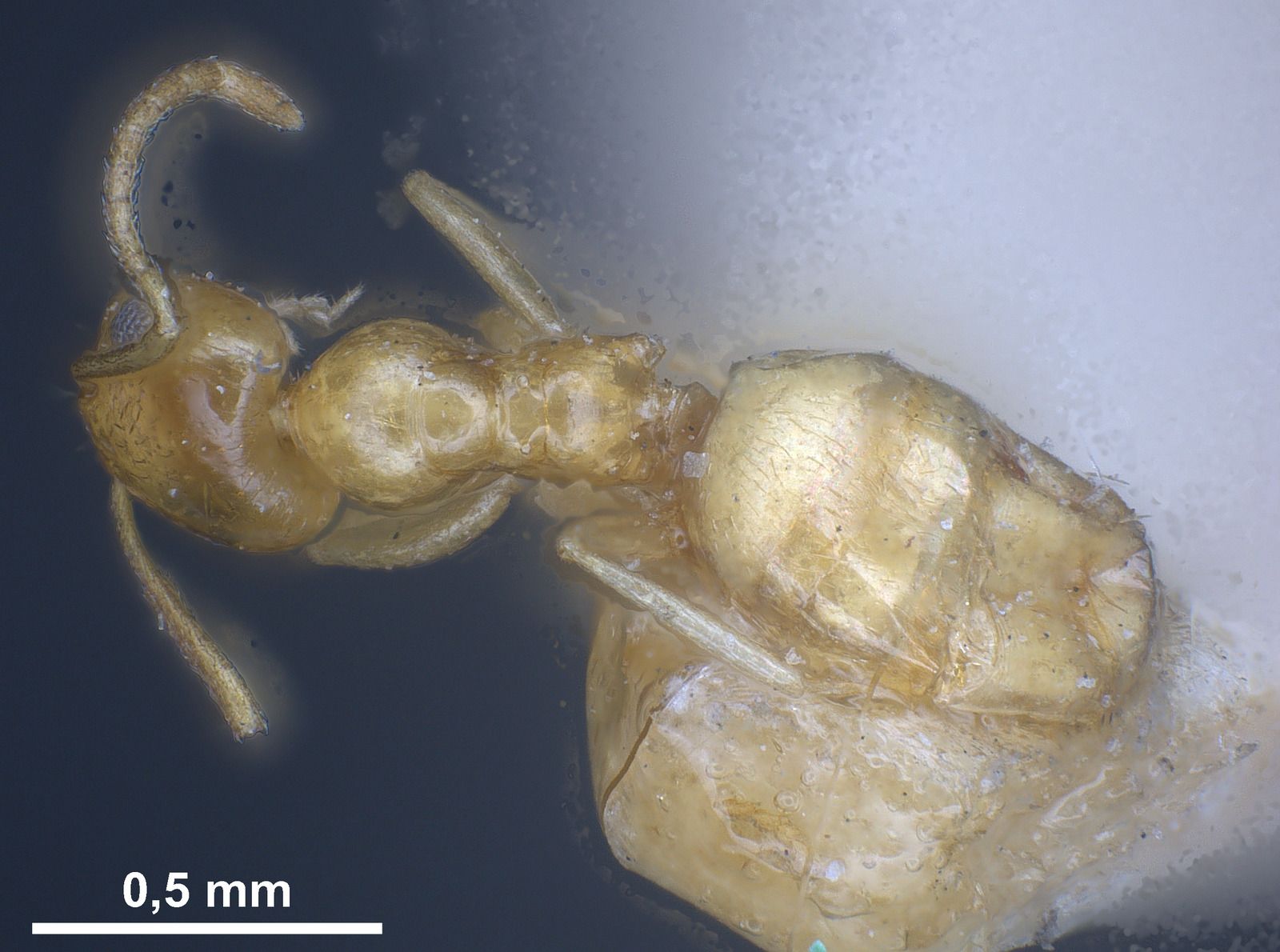 Plagiolepis, vista dorsale