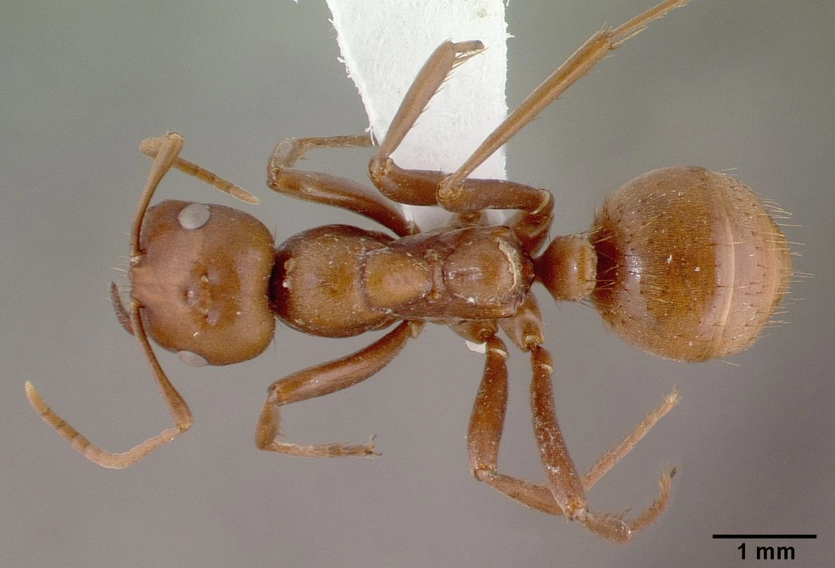 Polyergus, vista dorsale