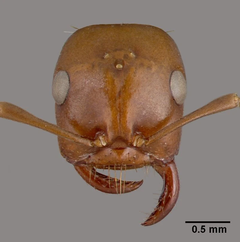 Polyergus