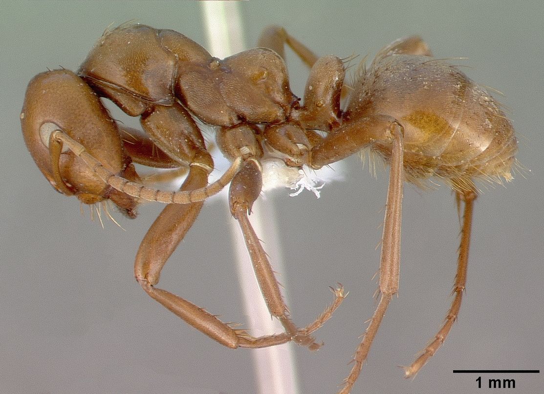 Polyergus, vista laterale (profilo)