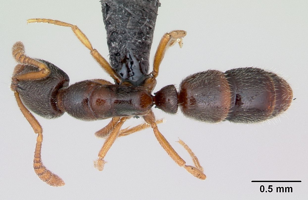 Ponera, vista dorsale