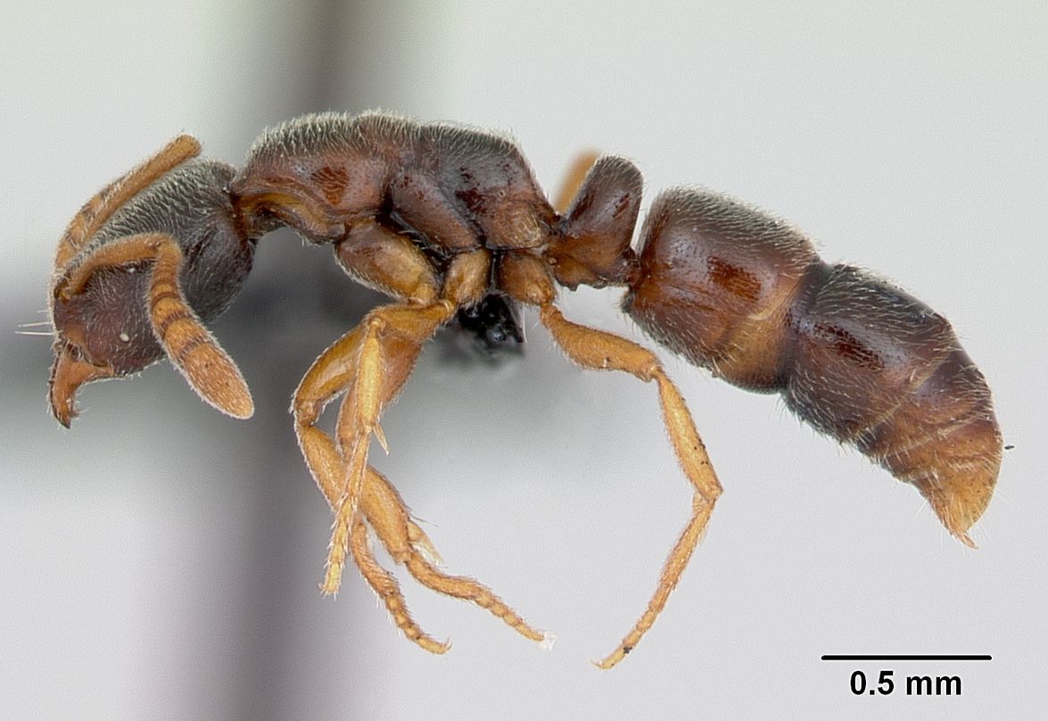 Ponera, vista laterale (profilo)