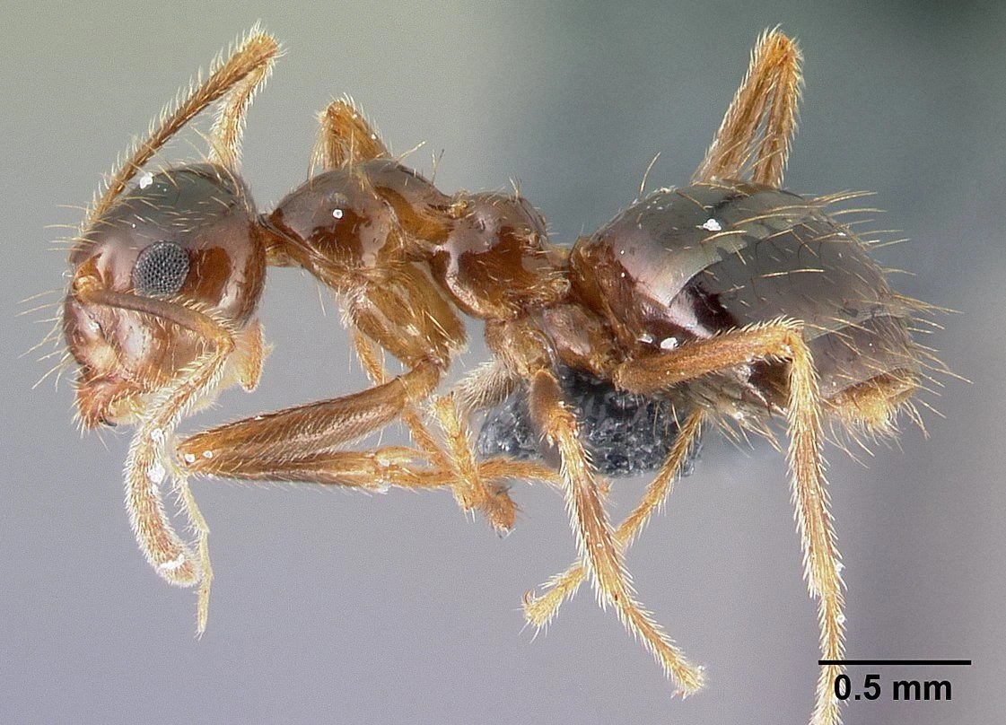 Prenolepis, vista laterale (profilo)