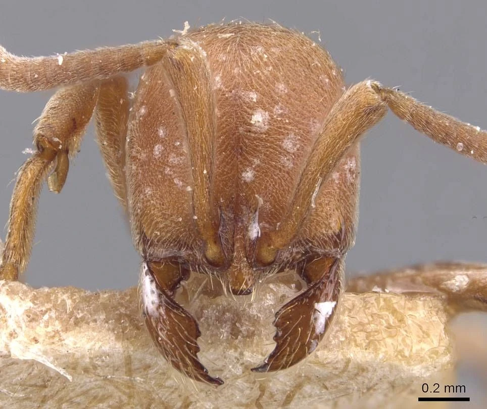 Proceratium