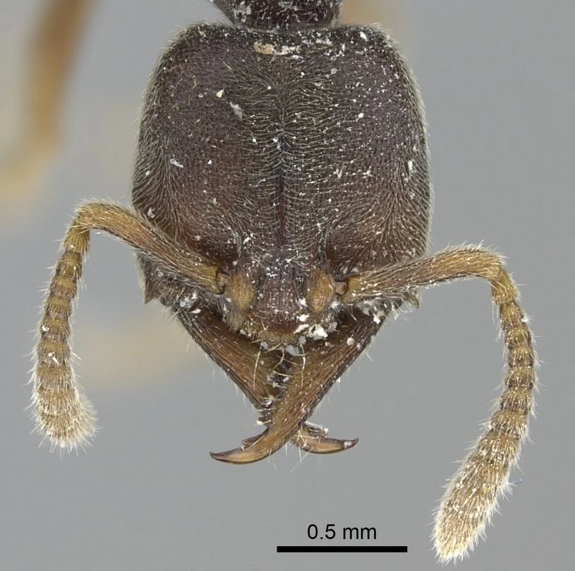 Stigmatomma