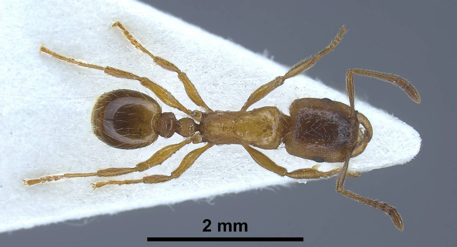 Strongylognathus, vista dorsale