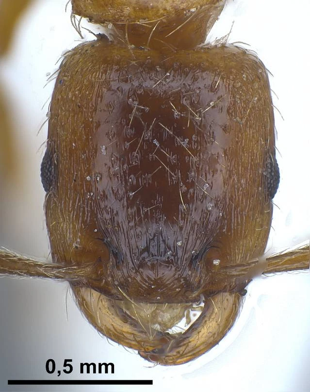 Strongylognathus