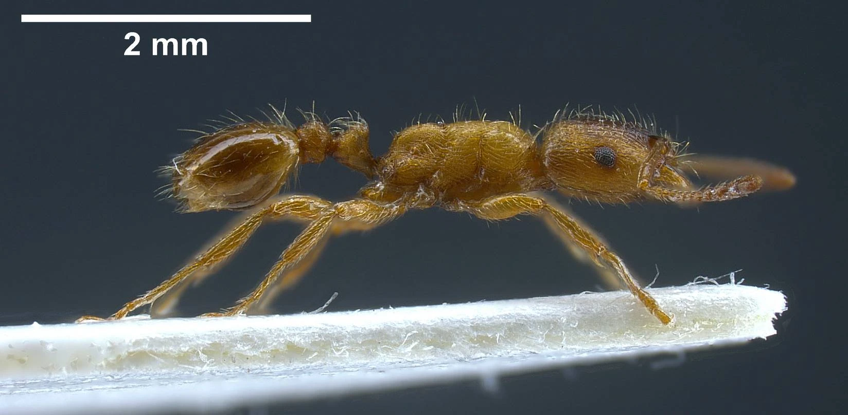 Strongylognathus, vista laterale (profilo)