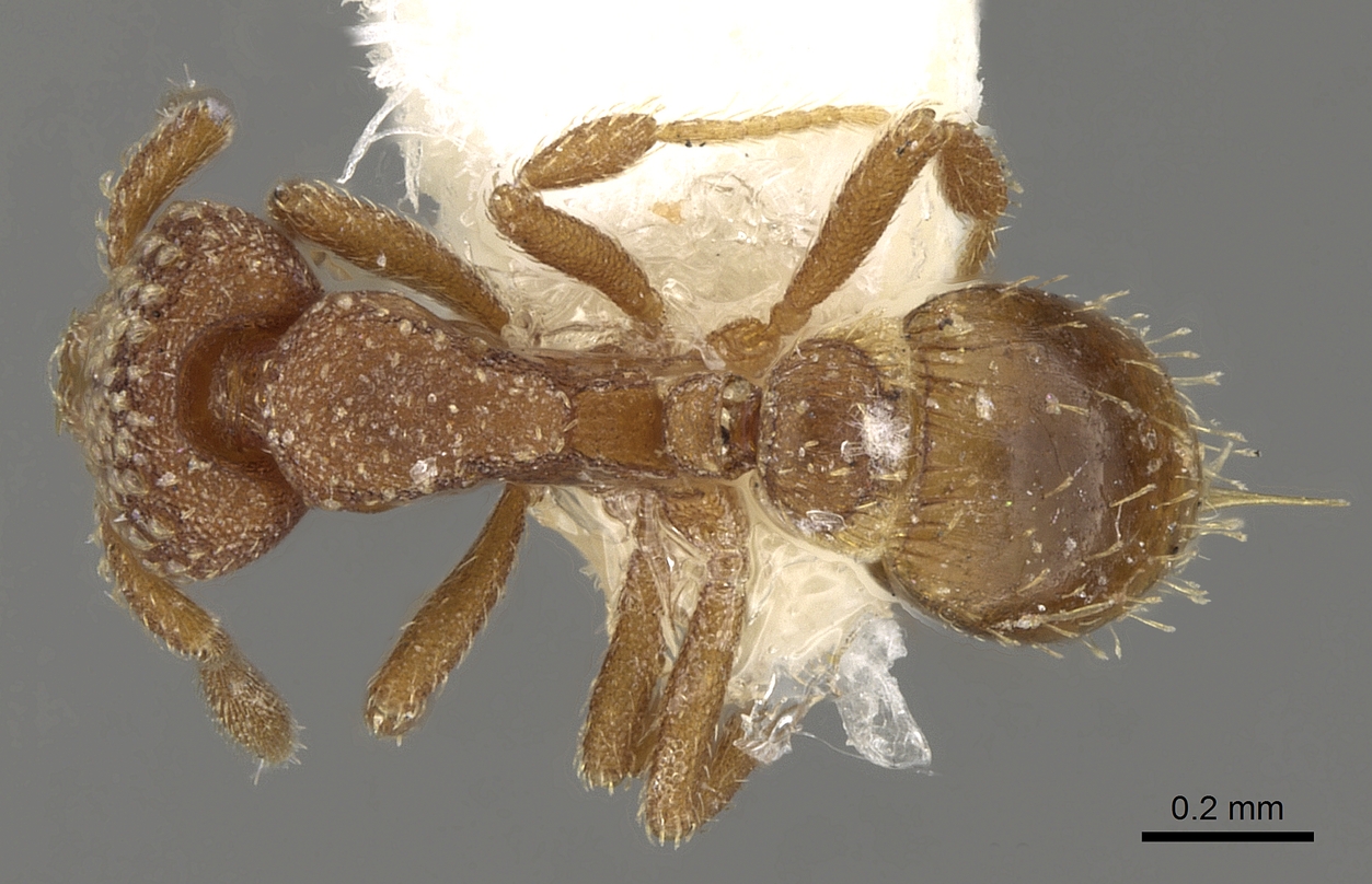 Strumigenys specimen